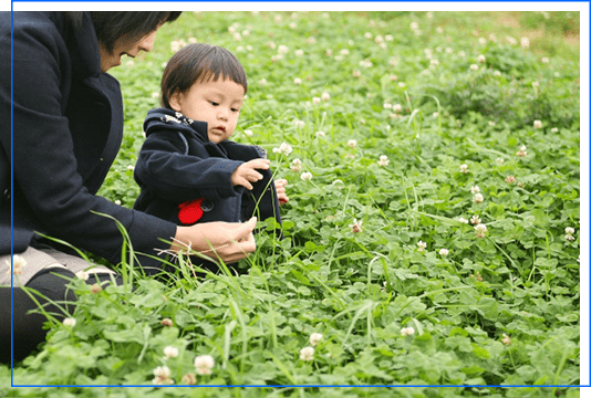 親子とシロツメグサの画像